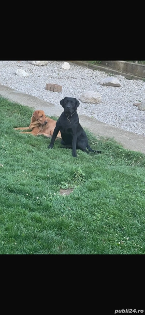 Pui Labrador - imagine 3