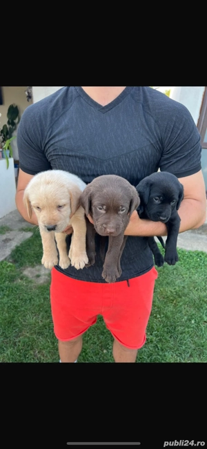 Pui Labrador - imagine 2