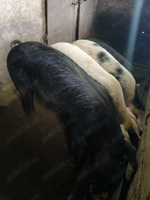 Vand porci la 90-140 kg 