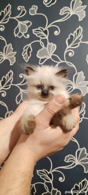 Pui pisică birmaneza 