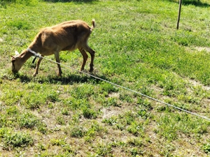 Capra tanara buna de lapte - imagine 3