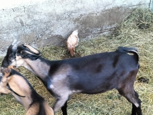 Capra tanara buna de lapte - imagine 2