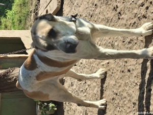 Ciobanesc de asia centrala