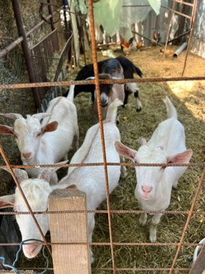 vand 2 capre si 5 caprite