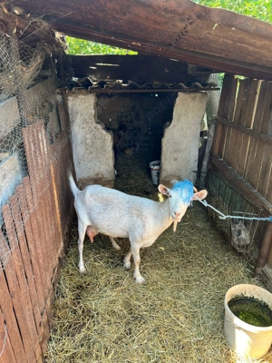 vand 2 capre si 5 caprite - imagine 2