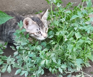 adoptii pui de pisica - imagine 2