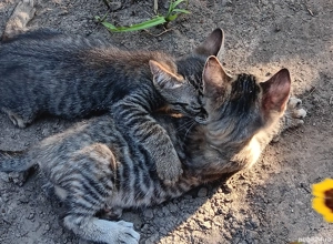 adoptii pui de pisica