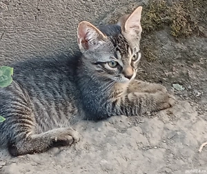 adoptii pui de pisica - imagine 5