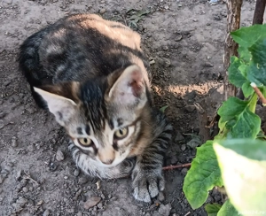 adoptii pui de pisica - imagine 3