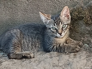 adoptii pui de pisica - imagine 4