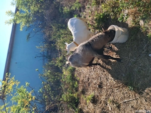 capre de vanzare - imagine 2