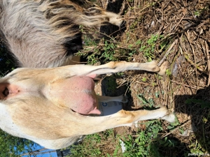 capre de vanzare - imagine 3