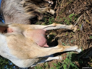 capre de vanzare - imagine 4