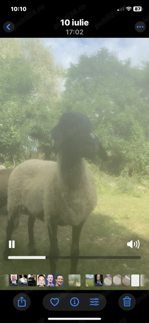 Vand oi carabase sarbesti