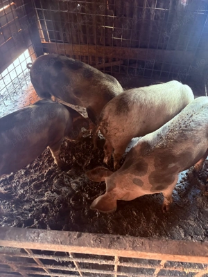 Vand Purcei Porci 80-150KG - imagine 2