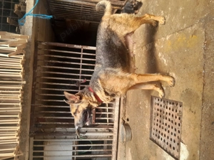 Catei ciobanesc german