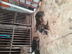 Catei ciobanesc german - imagine 2