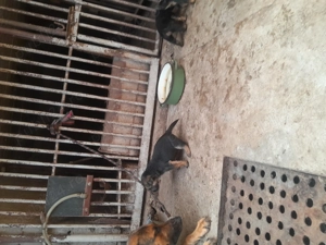 Catei ciobanesc german - imagine 3