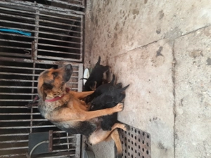 Catei ciobanesc german - imagine 4