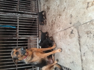 Catei ciobanesc german - imagine 5