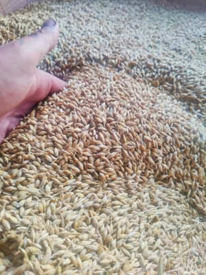 Orzoaica de primavara