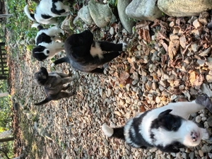 Cățeluși ciobănești 8 săptămâni - imagine 3