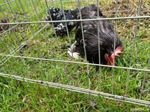 Pereche conchinchina pitic bobat  - imagine 4 Pereche conchinchina pitic bobat  - imagine 4