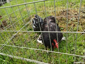 Pereche conchinchina pitic bobat  - imagine 3 Pereche conchinchina pitic bobat  - imagine 3