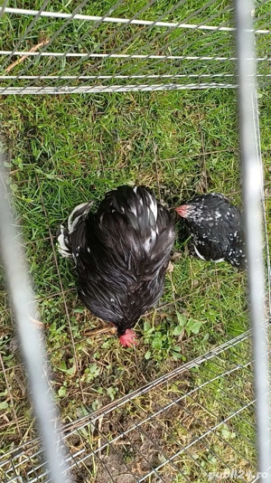 Pereche conchinchina pitic bobat  - imagine 5 Pereche conchinchina pitic bobat  - imagine 5