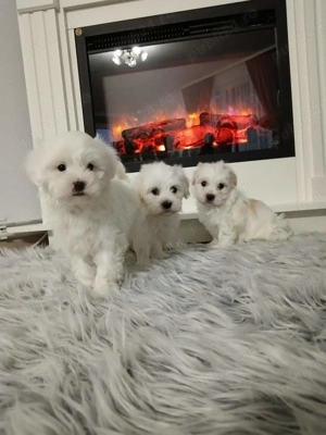 Bichon maltez disponibil 