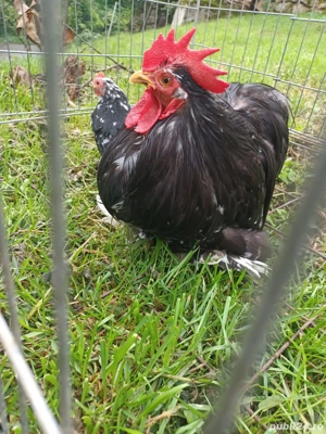 Pereche conchinchina pitic bobat  - imagine 2 Pereche conchinchina pitic bobat  - imagine 2