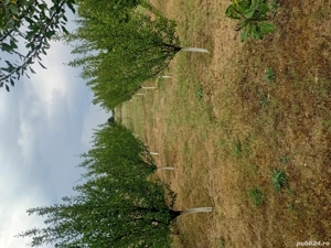 Vand teren intravilan Bradesti - imagine 5