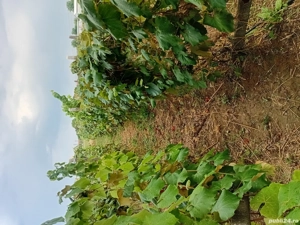 Vand teren intravilan Bradesti - imagine 4