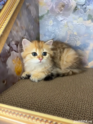 British longhair Femela  - imagine 4