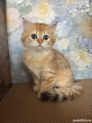 British longhair Femela  - imagine 2