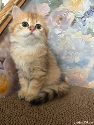British longhair Femela  - imagine 3