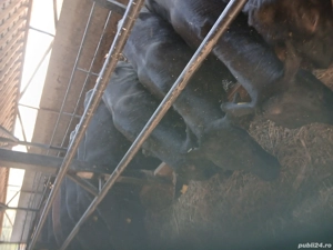 vânzare animale - imagine 2