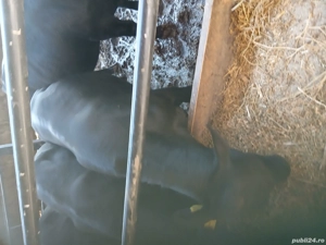 vânzare animale - imagine 3