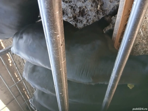 vânzare animale - imagine 4