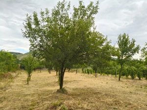 Terenuri intravilane alipibile în Runcu, zonă cu potențial - imagine 6