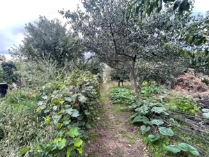 Casa si teren de 2368 mp , Zona Calea Bucuresti - imagine 3