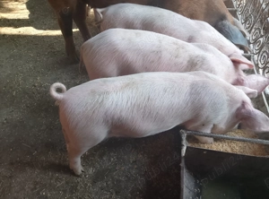 7 purcei . 3 purcele și 4 mascrii 