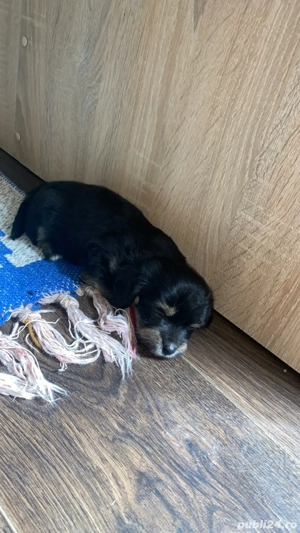 bichoni de vanzare   - imagine 2