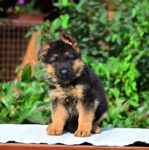 Pui Ciobănesc German-partenerul tau si protectorul casei tale!