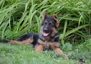 Pui Ciobănesc German Disponibili- Inteligenta, Loialitate și Energie într-un singur Companion! - imagine 2