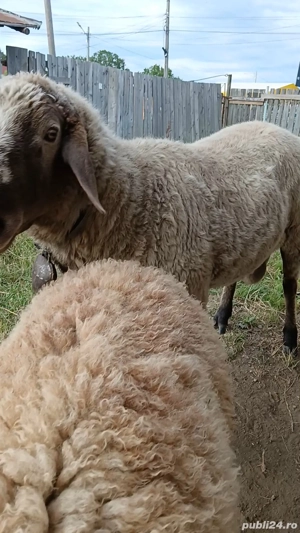 Vând berbec prăsilă - imagine 3