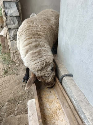 Vând berbec prăsilă - imagine 4