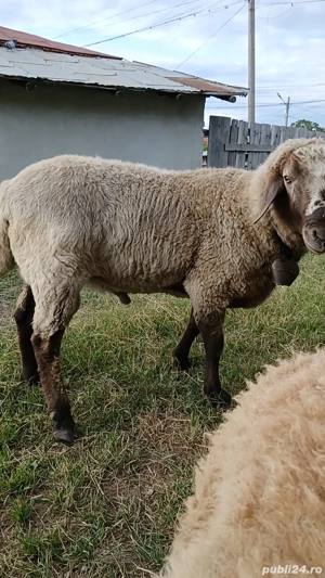 Vând berbec prăsilă