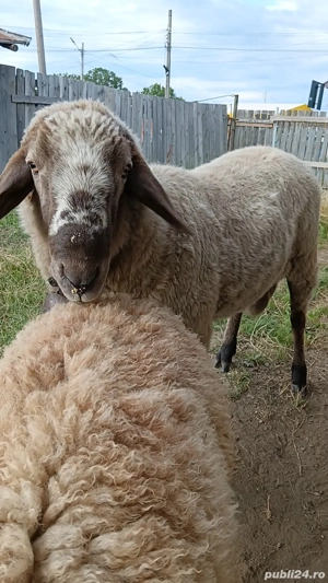 Vând berbec prăsilă - imagine 2