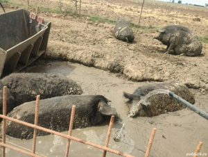 porci Mangalița pt sacrificat - imagine 2